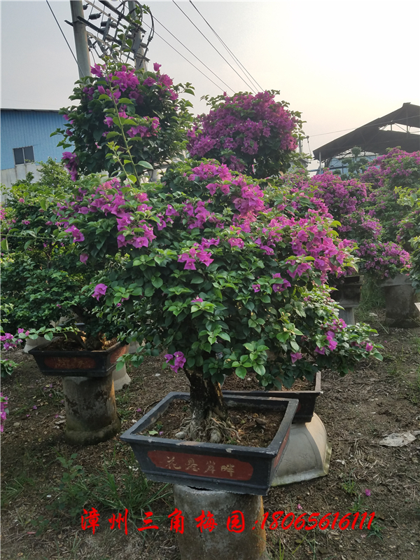 自然型紫色花三角梅盆景(小规格) 高度100cm-150cm